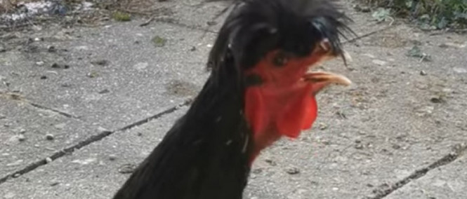 Zpěváci ho nesnáší kvůli jeho pekelně nasranému kykyryký