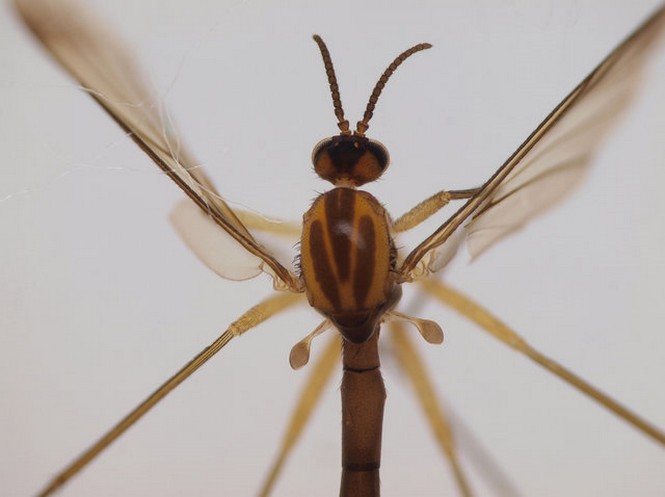 Nightwish - insect