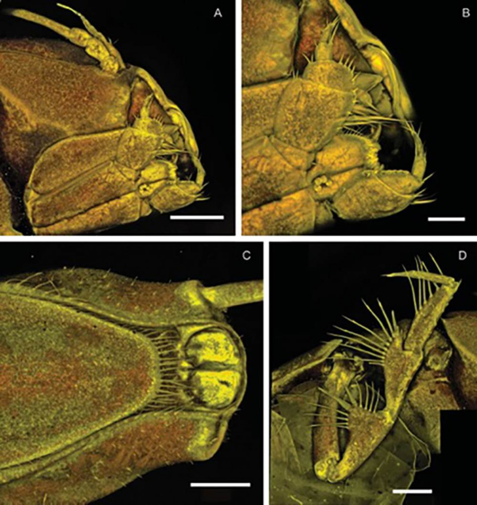 Metallica - Macrostylis metallicola