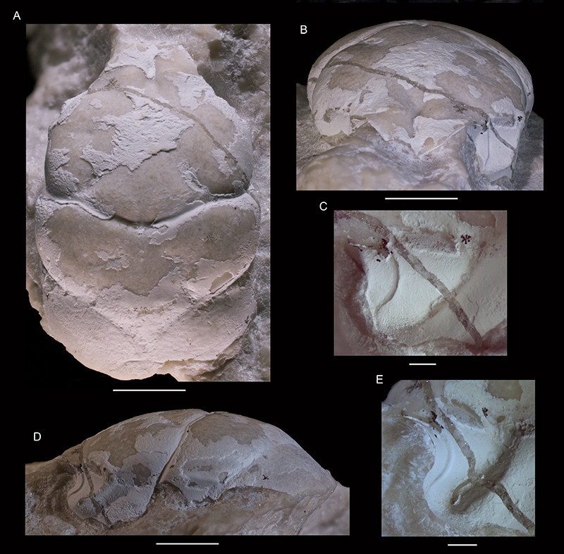 Tanidromites nightwishorum