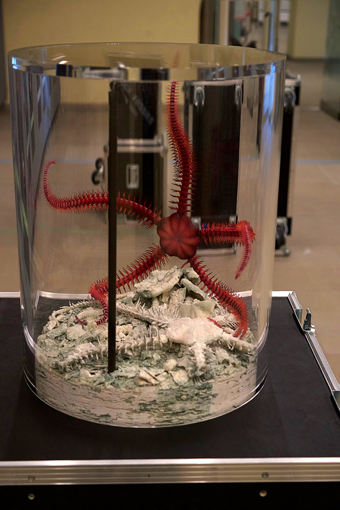 Brezinacantha Tolis
